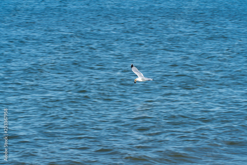 Seagull motion in flight flying close over the ocean water along the beach searching for fish food to eat