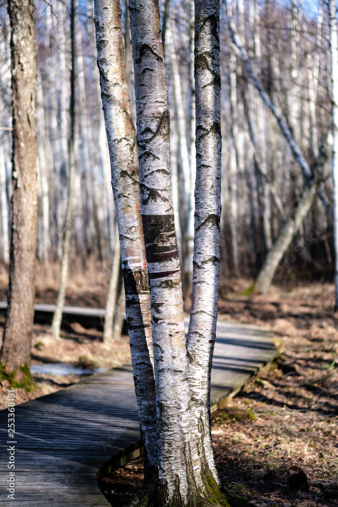 birch trees with damaged bark in naked winter landscape birch trees with damaged bark in naked winter landscape