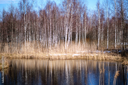 birch trees with damaged bark in naked winter landscape