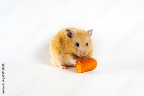 Cute hamster eating carrot on white background