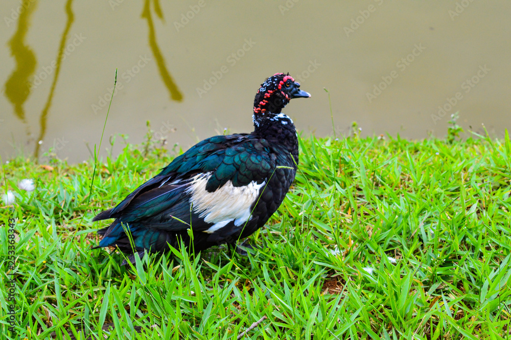 black duck black duck