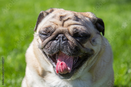 pug dog yawning