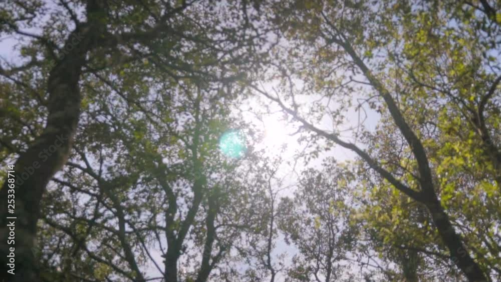 Mediterranean trees backlit with sun flare in slow motion Mediterranean trees backlit with sun flare in slow motion