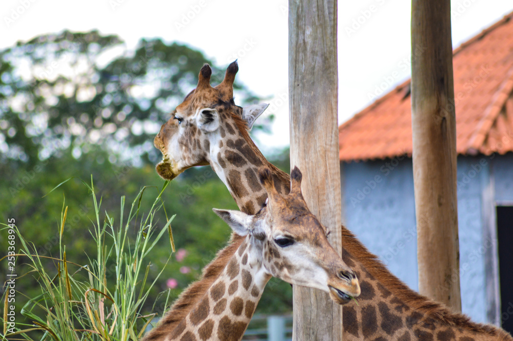 Obraz premium giraffe