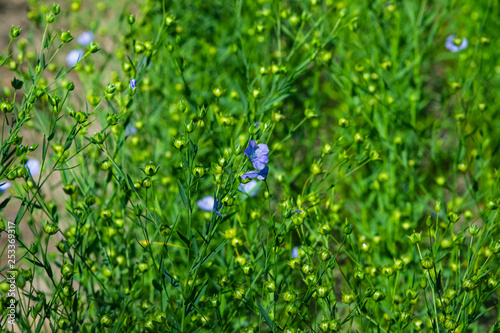 Blue flax or Linum usitatissimum flowers close-up with bokeh background, selective focus, shallow DOF photo
