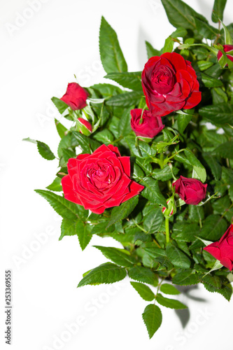 Bouquet of red roses on white background. Flowers. Background for congratulations girl, colleague, mother, grandmother