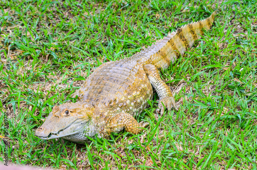 alligator Jacaré