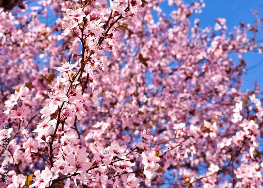 Cherry, Prunus cerasus blossom with pink flowers and some red leaves, Prunus Cerasifera Pissardii tree on a blue sky background in spring Cherry, Prunus cerasus blossom with pink flowers and some red leaves, Prunus Cerasifera Pissardii tree on a blue sky background in spring