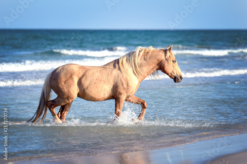 Berber stallion in the Mediterranean sea