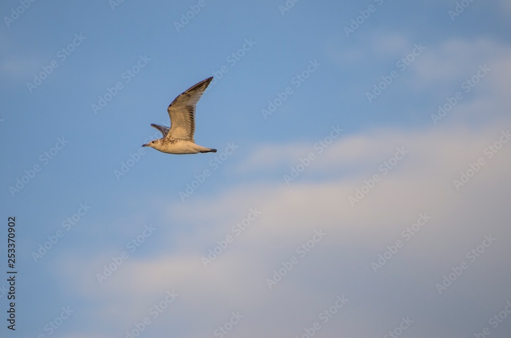 Bellissimo gabbiano che vola nel cielo