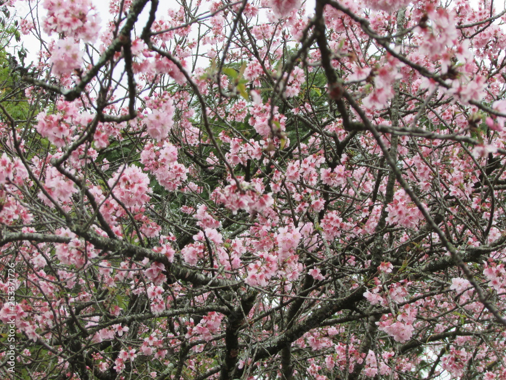 cherry blossom tree cherry blossom tree