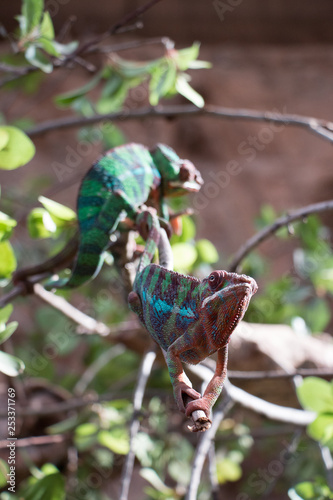 Panther chameleon (Furcifer pardalis) from Madagascar, perched on a branch