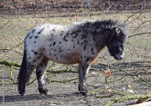 Mini-Shetland Pony auf der Weide photo