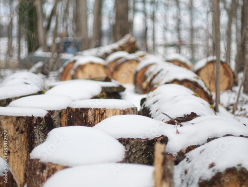 Snow Covered Logs