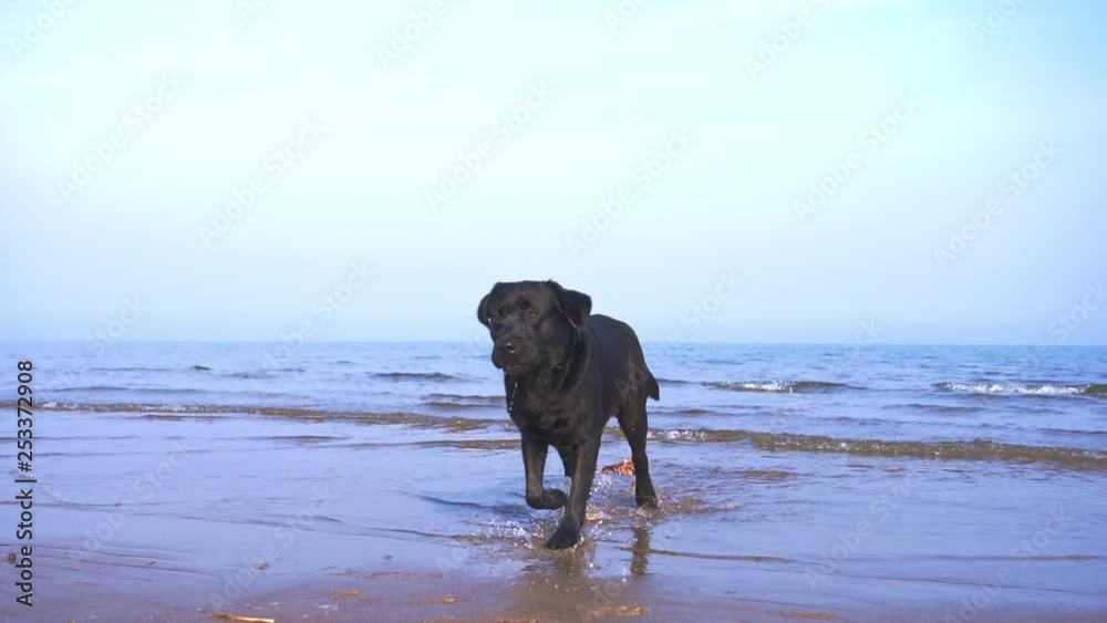 Black Labrador Running on the Beach Black Labrador Running on the Beach