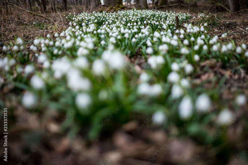 Obraz premium Märzenbecher im Wald