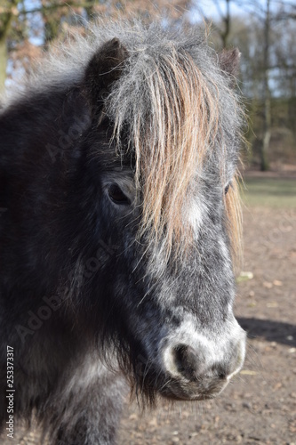 Mini-Shetland Pony auf der Weide