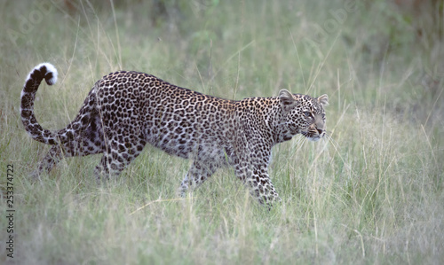 Leopard schleicht sich im hohen Gras der Savanne an
