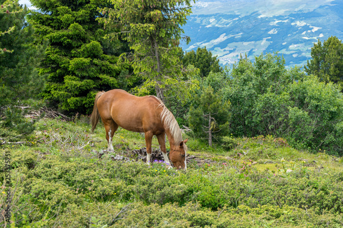 Alpe di Siusi, Seiser Alm with Sassolungo Langkofel Dolomite, a brown horse grazing on a lush green field