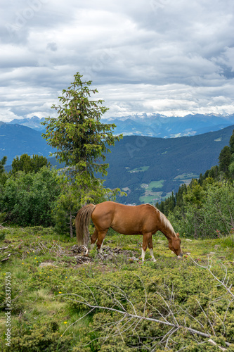 Alpe di Siusi, Seiser Alm with Sassolungo Langkofel Dolomite, a brown horse grazing on a lush green field