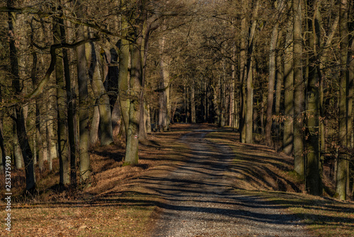 Path with leaf trees near Rozmberk pond in winter sunny day © luzkovyvagon.cz