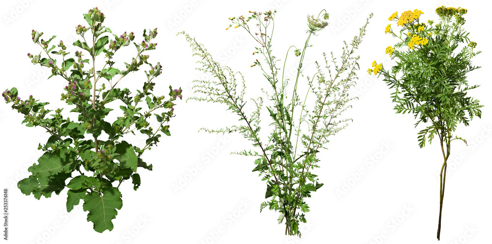 Wild plants and flowers  in summer isolated on white background - obrazy, fototapety, plakaty 