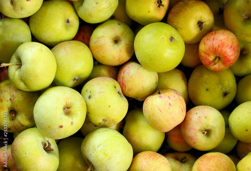 Harvest sweet ripe fresh apples is background. Organic farming and home garden growing without usage of pesticides or fertilizers Harvest sweet ripe fresh apples is background. Organic farming and home garden growing without usage of pesticides or fertilizers