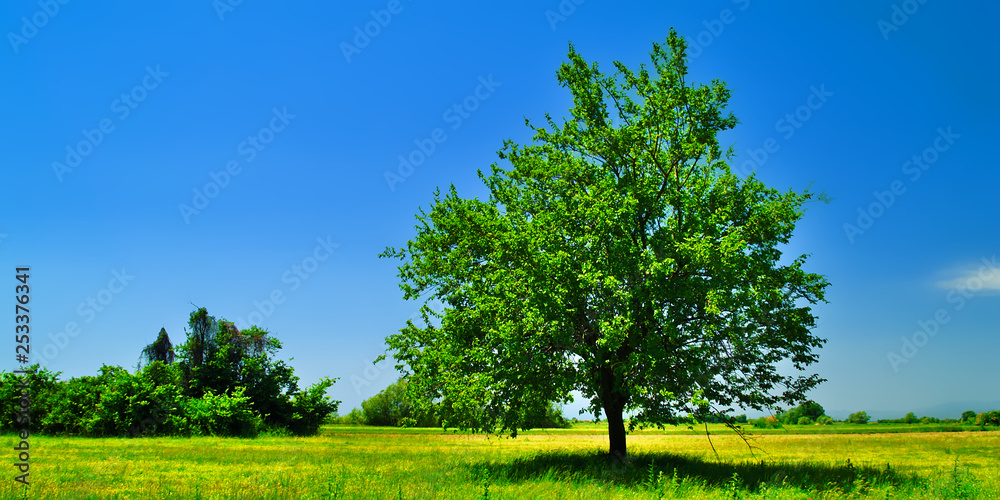 Tree in green field with deep blue sky background. Tree in green field with deep blue sky background.