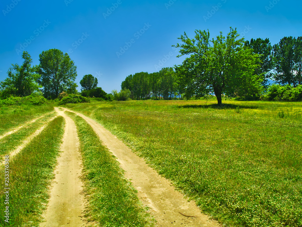 Tree in green field and dirt road with deep blue sky background.