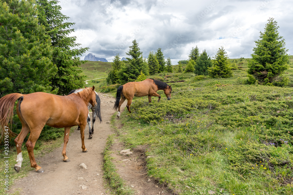 Alpe di Siusi, Seiser Alm with Sassolungo Langkofel Dolomite, a brown horse standing on top of a lush green field Alpe di Siusi, Seiser Alm with Sassolungo Langkofel Dolomite, a brown horse standing on top of a lush green field