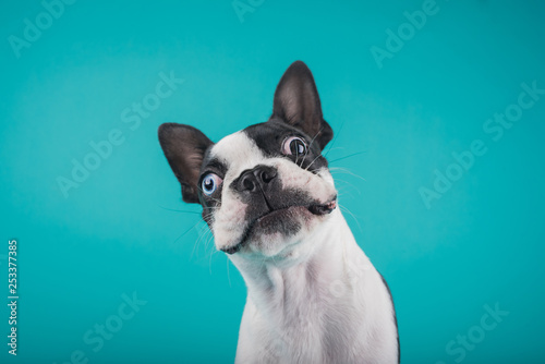 boston terrier
