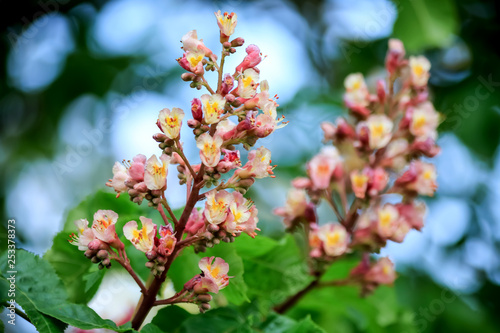 Chestnut flowers on a green branch. White flowers in a park in springtime. Nature wallpaper blurry background. Game of color. Image is not in focus..