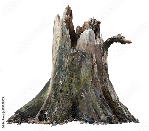 Fotografie, Obraz Old tree trunk