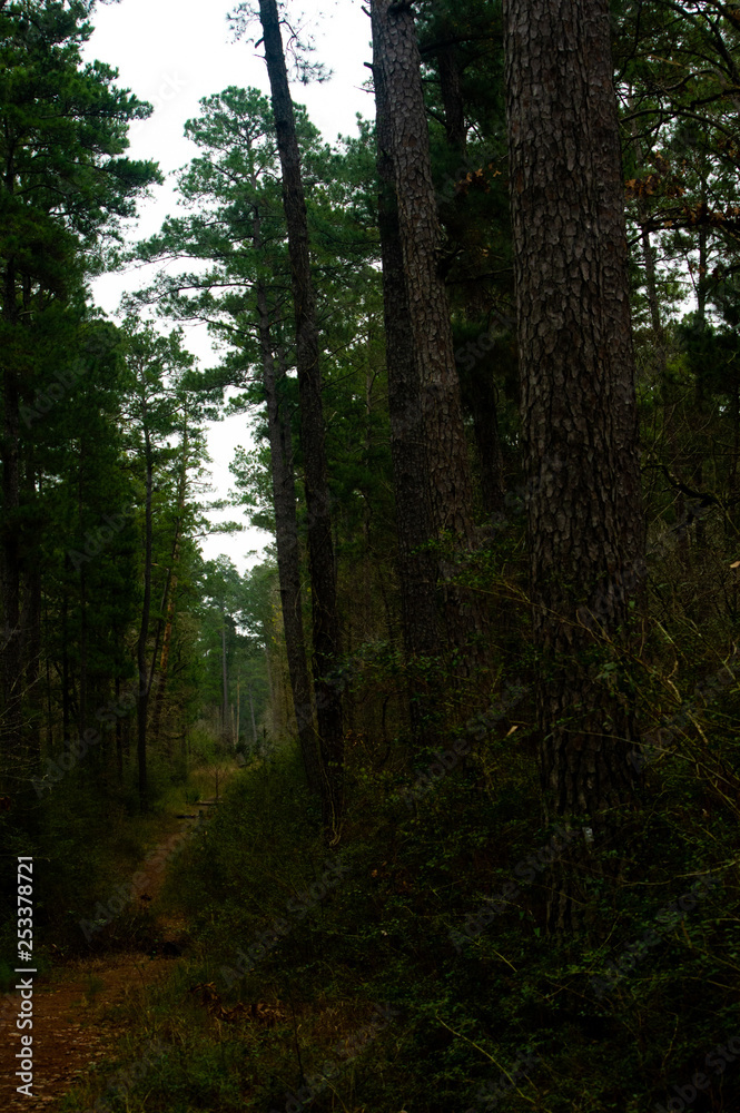 Obraz premium morning in the forest