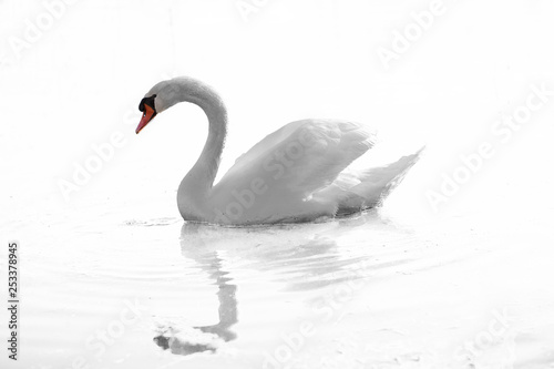 A swan is swimming on the lake