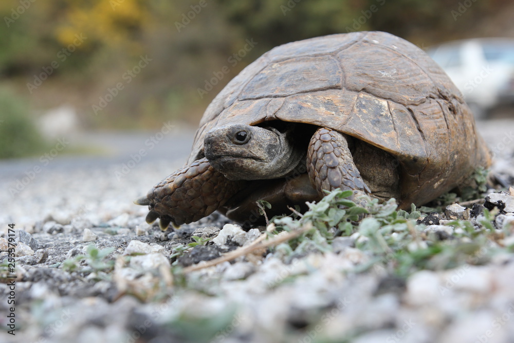 Fototapeta premium turtle