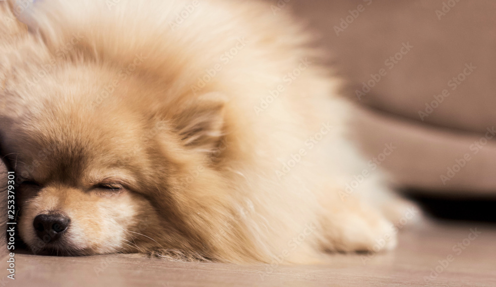 How Many Hours A Day Do Pomeranians Sleep