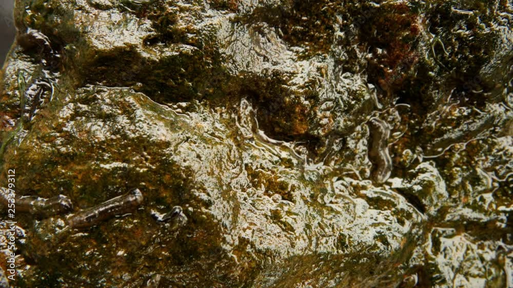 Macro and time-lapse shot of insect larvae on wet, algae-covered rock. Macro and time-lapse shot of insect larvae on wet, algae-covered rock.