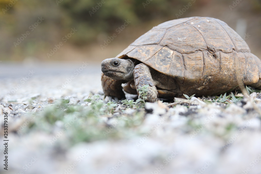 Fototapeta premium turtle