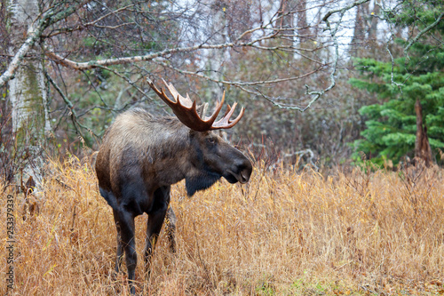 Male Bull Moose with Big Antlers  Standing in a Forest.  Alaska  USA