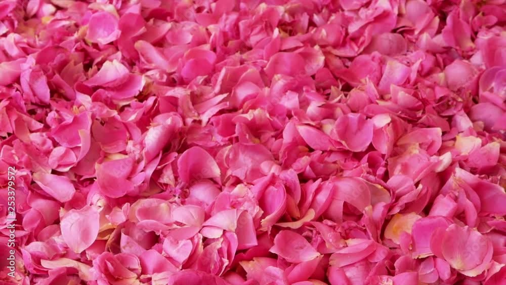 Bright pink fresh rose petals background, pan. Natural lighting. Bright pink fresh rose petals background, pan. Natural lighting.