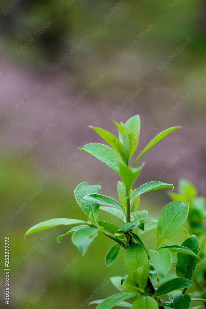 green spring foliage macro close up in nature green spring foliage macro close up in nature