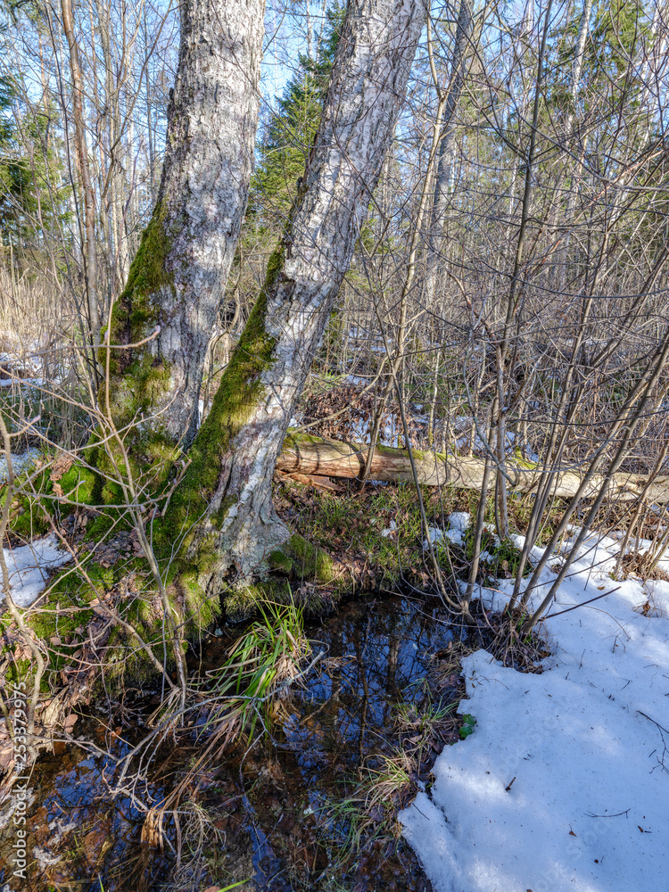 sunny winter forest with snow leftovers and green foliage sunny winter forest with snow leftovers and green foliage