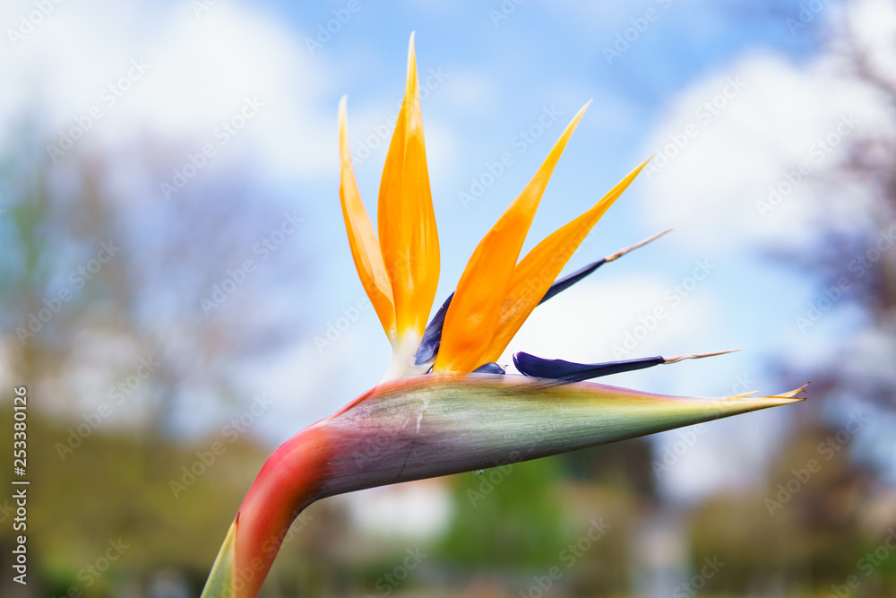Obraz premium Strelitzia