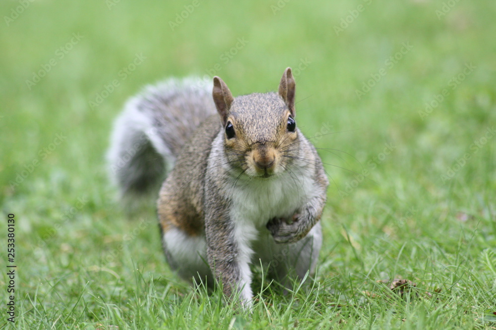 Obraz premium squirrel