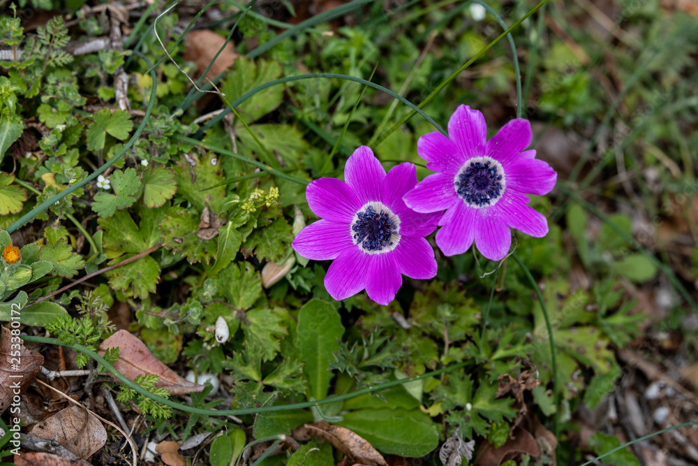 Grecian windflower Anemone (Anemone pavonina) blooming early spring.