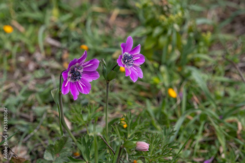 Grecian windflower Anemone (Anemone pavonina) blooming early spring.
