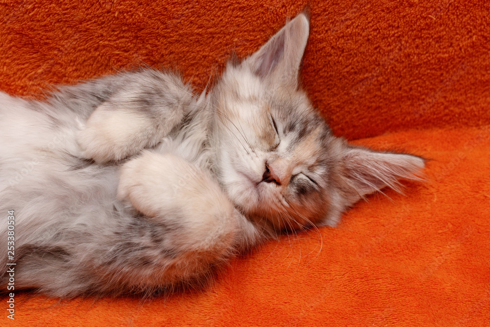 Cute Sleeping On The Back Kitten Maine Coon Cat Color Black Tortie Silver Blotched Tabby Fs 22 Stock Photo Adobe Stock Cute Sleeping On The Back Kitten Maine Coon Cat Color Black Tortie Silver Blotched Tabby Fs 22 Stock Photo Adobe Stock