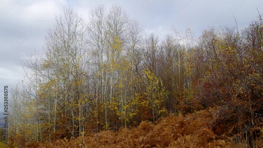 Autumn mountain landscape. Forest in November. Part of the leaves are gone. Meadow with fern. Autumn mountain landscape. Forest in November. Part of the leaves are gone. Meadow with fern.