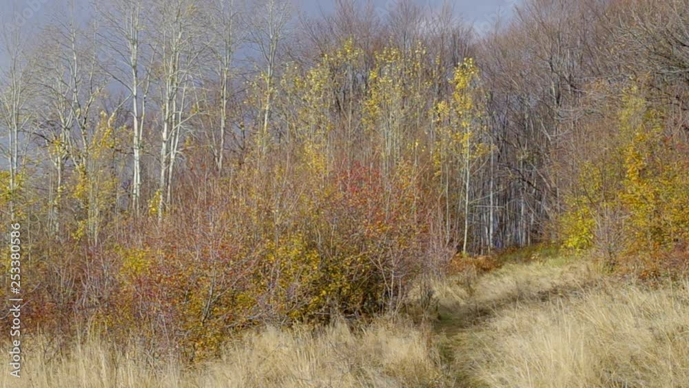Autumn mountain landscape. Forest in November. Part of the leaves are gone. Lawn with grass. Forest path. Autumn mountain landscape. Forest in November. Part of the leaves are gone. Lawn with grass. Forest path.
